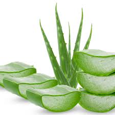 Aloe Vera - Andatec